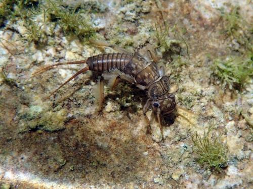 Réf. 220 878 : Dinocras cephalotes